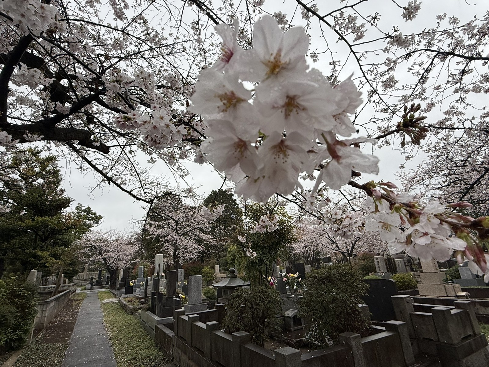 Pale cherry blossoms above cemetery paths and memorials